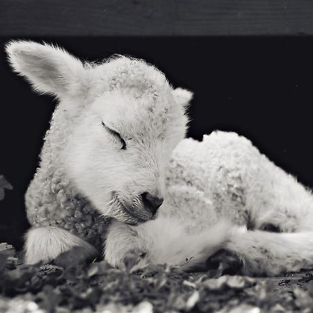 Готель Reves De Moutons Пасо-Роблес Екстер'єр фото