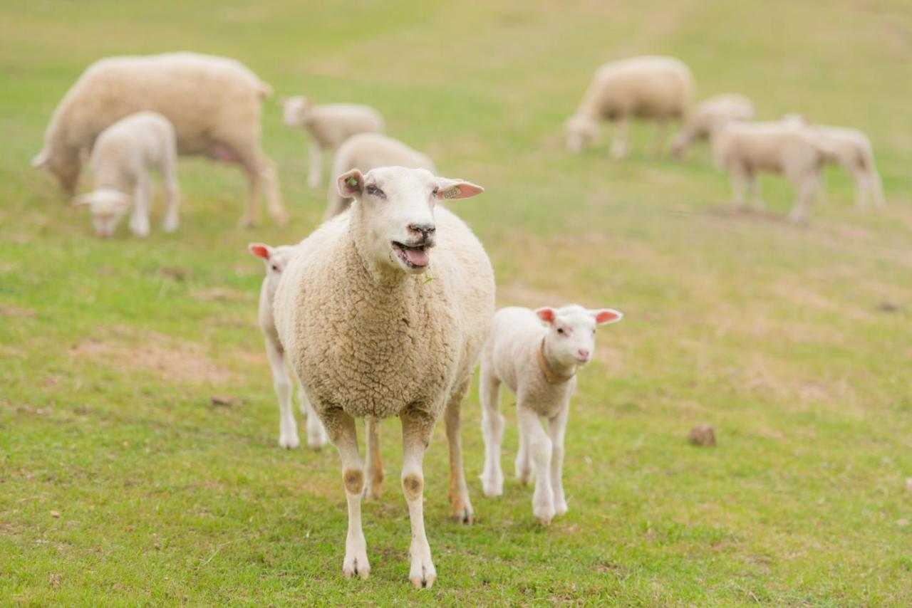 Готель Reves De Moutons Пасо-Роблес Екстер'єр фото
