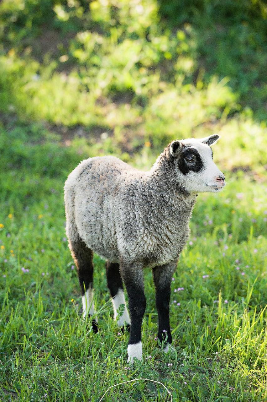 Готель Reves De Moutons Пасо-Роблес Екстер'єр фото
