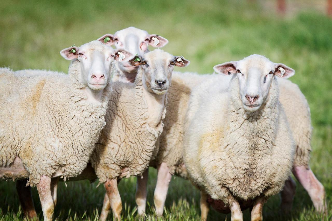 Готель Reves De Moutons Пасо-Роблес Екстер'єр фото