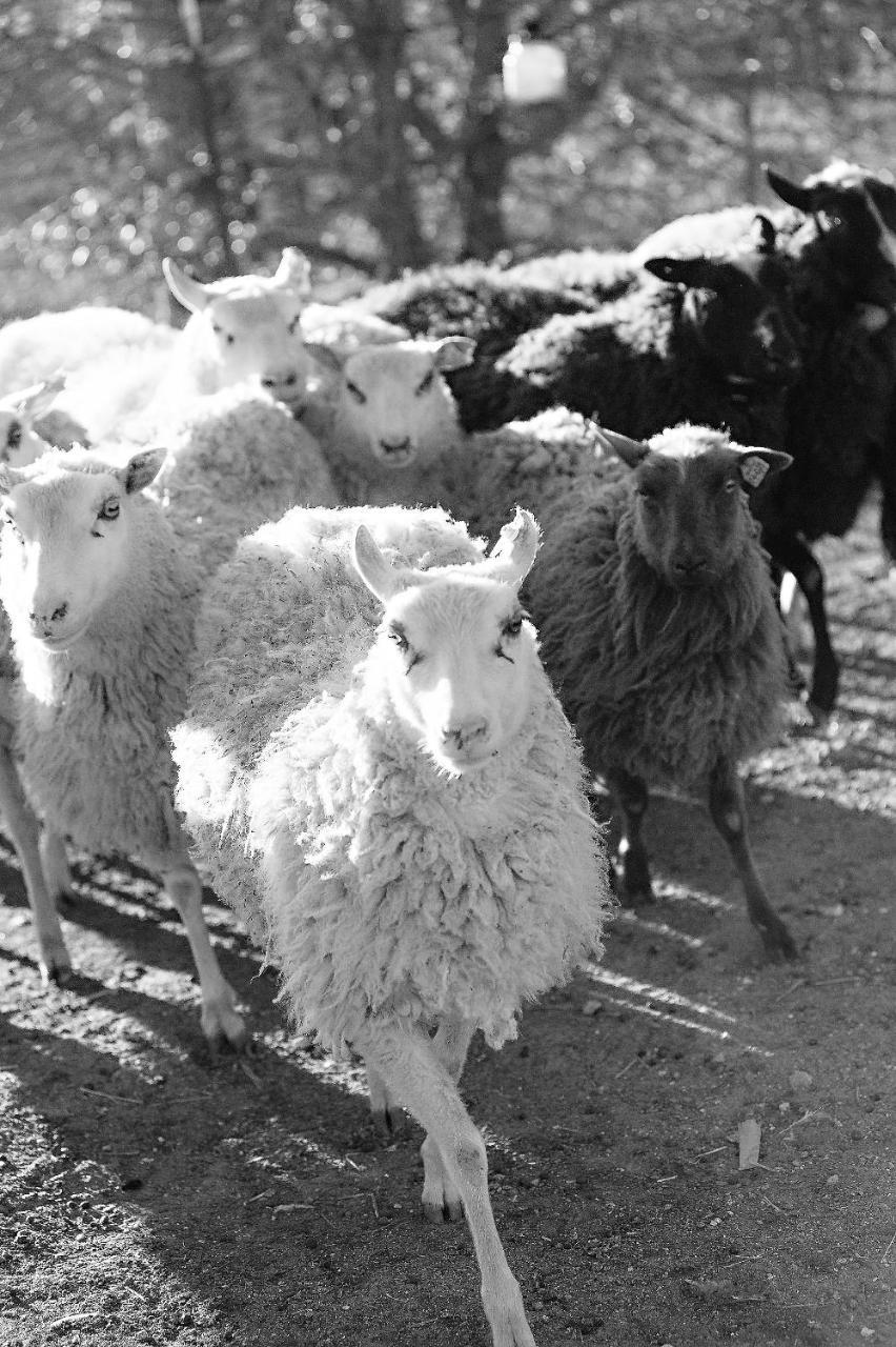 Готель Reves De Moutons Пасо-Роблес Екстер'єр фото