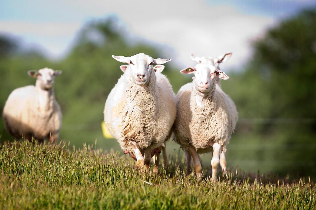 Готель Reves De Moutons Пасо-Роблес Екстер'єр фото